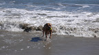 The tennis-ball-fish is among the most coveted sea creatures a dog can retrieve and befriend.