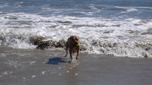 The tennis-ball-fish is among the most coveted sea creatures a dog can retrieve and befriend.