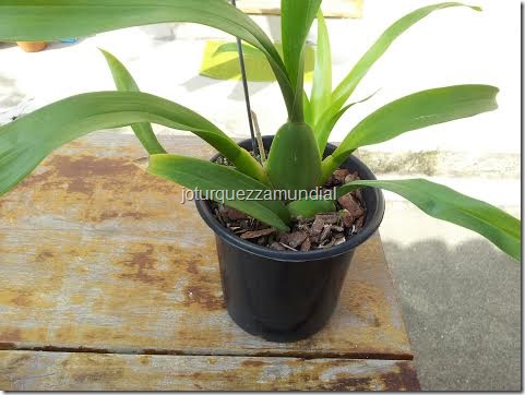 Blog mundial - Orquídea Hav 2