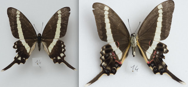 Graphium illyris girardeaui GUILBOT & PLANTROU, 1978, mâle. Ebogo (Cameroun), avril 2013. Coll. et photo : C. Basset