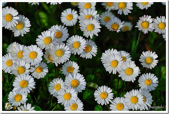 DSC_0816 DSC_0816