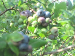 blueberries2 Plympton11
