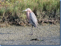 6157 Texas, South Padre Island - Birding and Nature Center guided bird walk -Reddish Egret