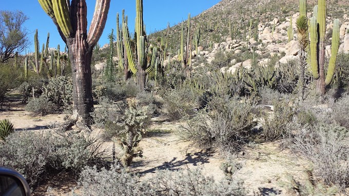 Cardons are prolific in this protected area of Baja 20131226_131846.jpg