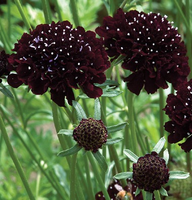 [scabiosa-johnnys-seeds1724_1_6.jpg]