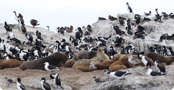 Isla Alicia e sua fauna: gaivotas, cormoranes e leões marinhos