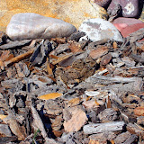 Killdeer chicks in their camouflaged nest.