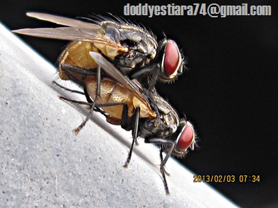 lalat rumah (musca domestica) kawin