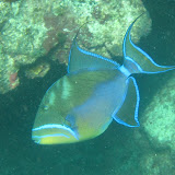 Diving and Sailing Caribbean