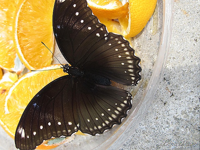 [LG_BlackButterfly_Oranges%255B7%255D.jpg]