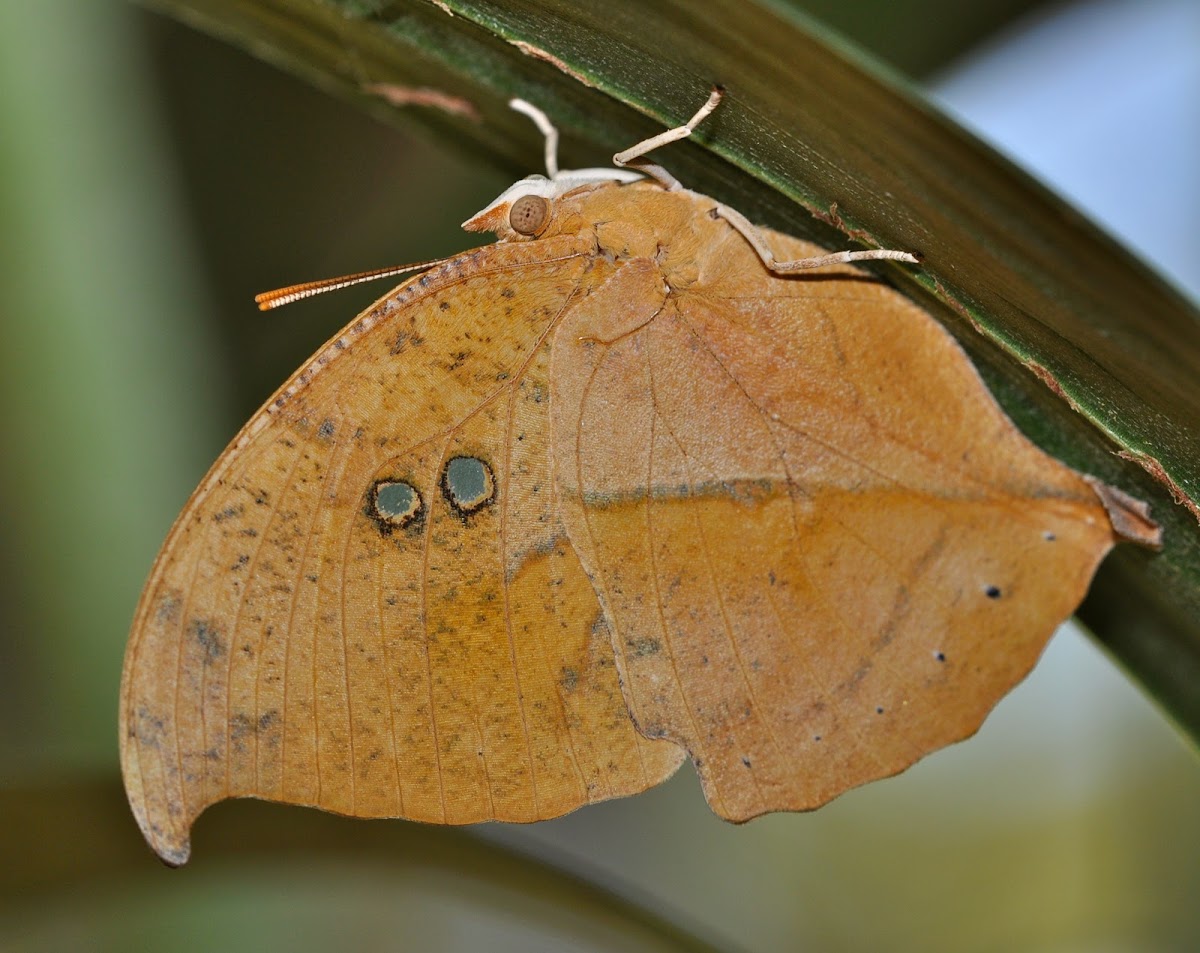 Seasonal Leafwing Butterfly