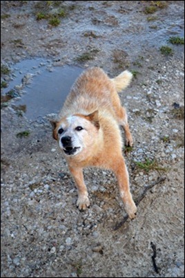 Kodi barking Kodi barking