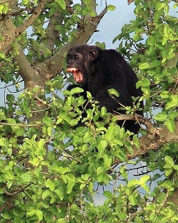 [Kyambura-Gorge-A%2520Wild-Chimp-Yelling%255B2%255D.jpg]