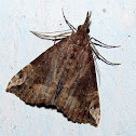 Erebidae, Hypeninae