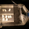 lab - brain slices 007.JPG