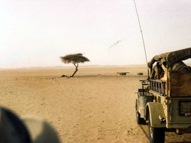 tree-of-tenere-1 tree-of-tenere-1