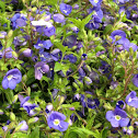 Thyme-leaved speedwell