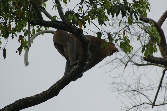Proboscis ou nasique mâle (Nasalis larvatus WURMB, 1787). Sukau (Sabah, Malaisie, Bornéo), 3 août 2011. Photo : J.-M. Gayman
