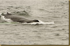 Humback blow MSB_7319 NIKON D300S June 12, 2011