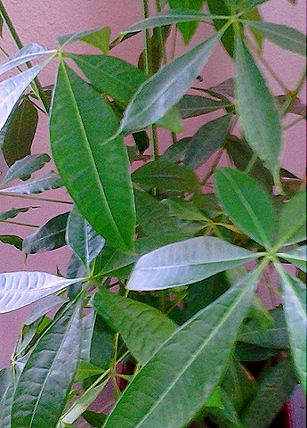 [watering%2520can%25202%255B6%255D.jpg]