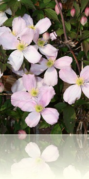 bloemen in de tuin 001