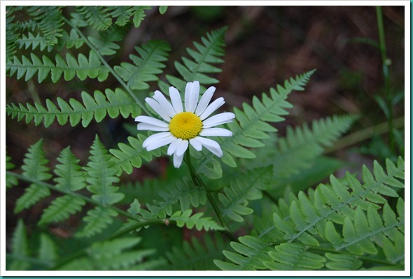 Daisy and fern