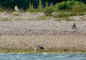 Two baby GBB Gulls in front, one adult in back, and Canada Goose on the right