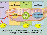 Aerobic Respiration Diagram Aerobic Respiration Diagram