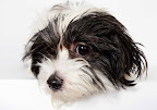 Elegant Edgar
(See link in post for details on Edgar who is at The Humane Society of New York)
Photo by Richard Phibbs