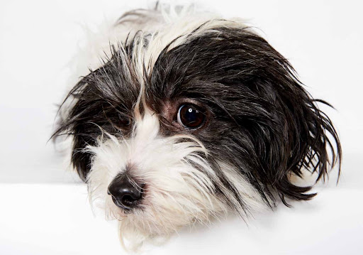 Elegant Edgar
(See link in post for details on Edgar who is at The Humane Society of New York)
Photo by Richard Phibbs Elegant Edgar
(See link in post for details on Edgar who is at The Humane Society of New York)
Photo by Richard Phibbs