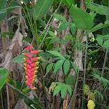 Road to Hana: Weird Foliage