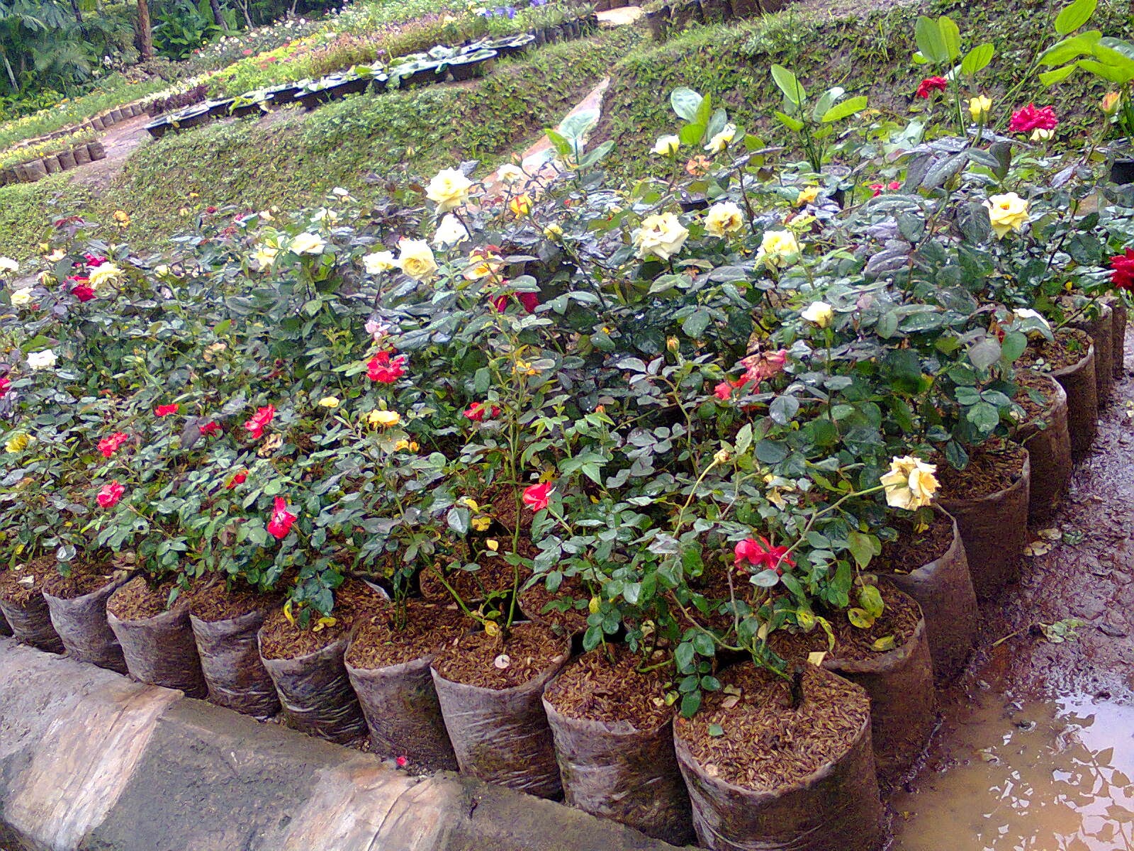 Jual Pohon Bunga Mawar Murah | tanaman bunga mawar | Tukang Taman