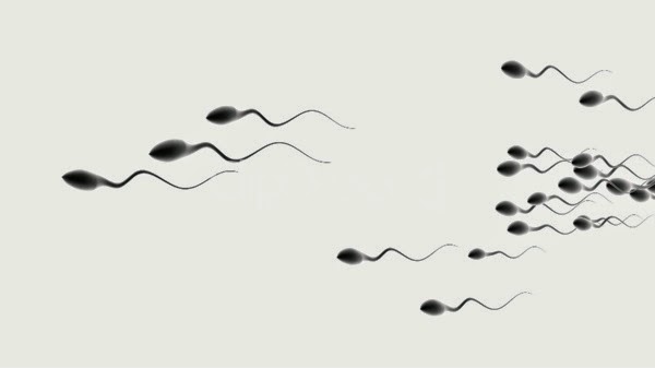 sperm competition.jpg Sperm competition
