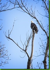 eagle1