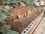 More tiered beds planted with asian greens.
