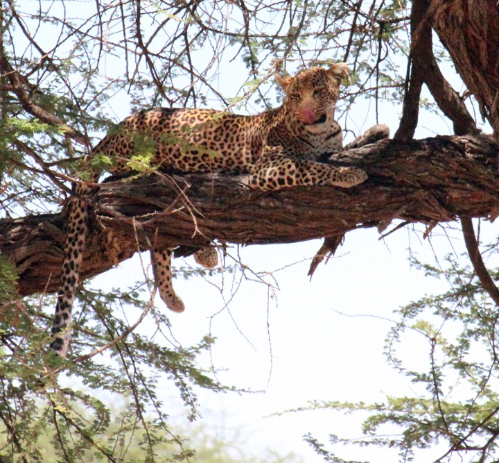 [October-24-2012-leopard-in-tree-afte%255B2%255D.jpg]