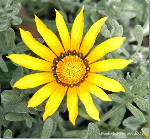 yellow-flower