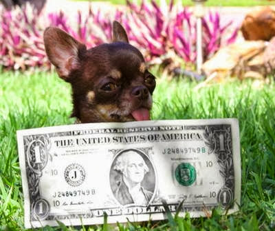 3 curiosidades cachorro 3 curiosidades cachorro