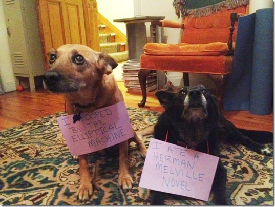 dog-shaming-bad-13