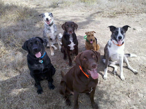 What good dogs!