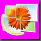 Windows_Live_Photo_Gallery_Logo