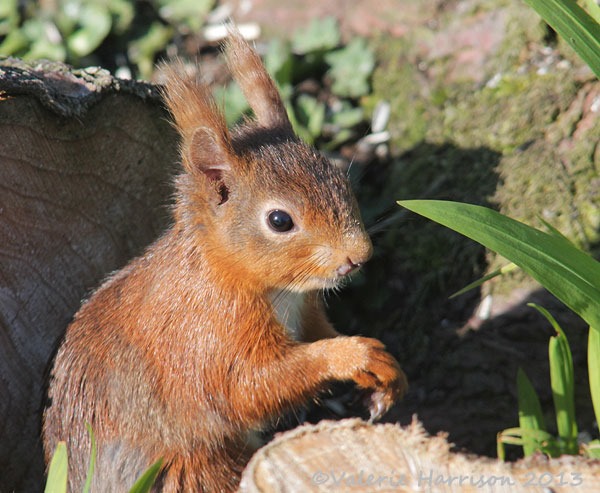 [red-squirrel-4%255B2%255D.jpg]