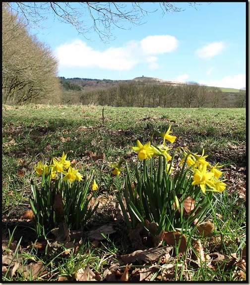 Daffodils, with Rivington Pike Tower and Winter Hill