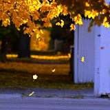 After a late-October cold snap, Missoula's annual leaf expo ends abruply in a shower of gold.