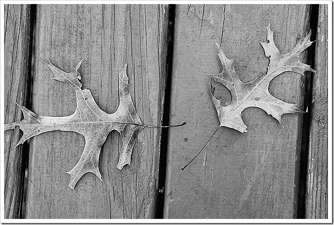 leaves-public-domain-pictures-1 (15) leaves-public-domain-pictures-1 (15)