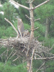 great blue herring 2 in nest1. 7.24