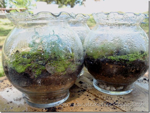 Watering the Terrariums