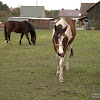 dsc07114.jpg