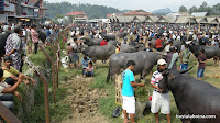 Mercado de ganado. Búfalos y cerdos son vendidos para los sacrificios ceremoniales.