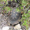 Landschildpad